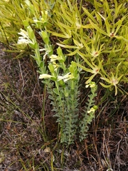 Gnidia anomala