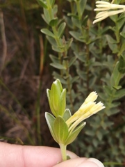 Gnidia anomala