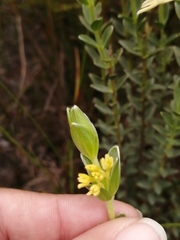 Gnidia anomala