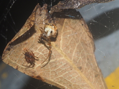 Parasteatoda merapiensis