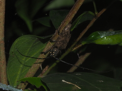 Epepeotes luscus