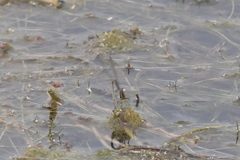 Zygoptera