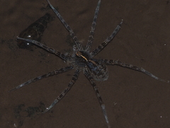 Dolomedes mizhoanus