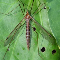 Leptotarsus elongatus
