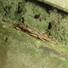 Leptachrous strigipennis