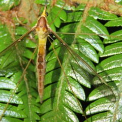 Leptotarsus albistigma