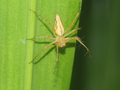 Oxyopes lineatipes
