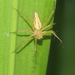 Oxyopes lineatipes - Photo (c) Naufal Urfi Dhiya'ulhaq, some rights reserved (CC BY-NC), uploaded by Naufal Urfi Dhiya'ulhaq