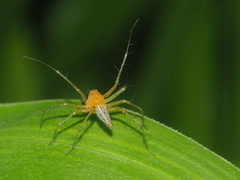 Oxyopes javanus