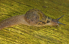 Stanisicarion aquila