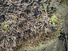 Cardionema ramosissimum