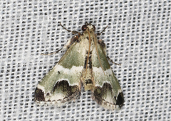 Arescoptera idiotypa