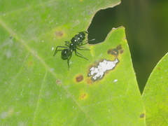 Myrmarachne lambirensis