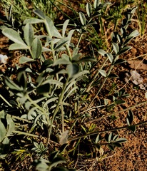 Astragalus junatovii