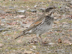 Turdus eunomus