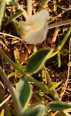 Astragalus junatovii