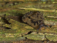 Stanisicarion aquila