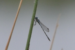 Austrolestes annulosus