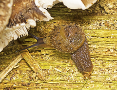 Stanisicarion aquila