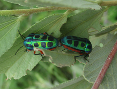 Calidea dregii