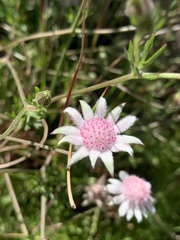 Actinotus forsythii