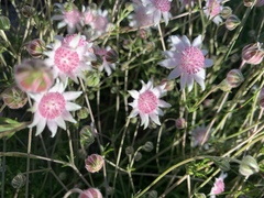 Actinotus forsythii