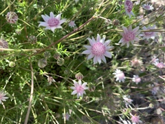 Actinotus forsythii