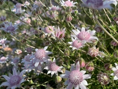 Actinotus forsythii