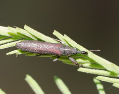 Rhinotia sparsa