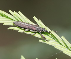 Rhinotia sparsa