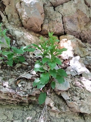 Solidago virgaurea taurica