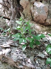Solidago virgaurea taurica