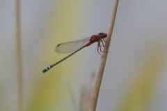 Xanthagrion erythroneurum