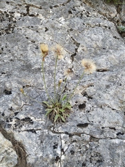 Leontodon biscutellifolius