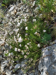 Asperula supina caespitans
