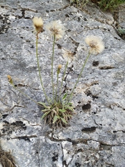 Leontodon biscutellifolius