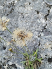 Leontodon biscutellifolius