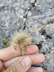 Leontodon biscutellifolius
