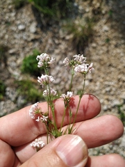 Asperula supina caespitans