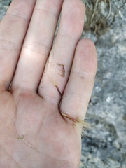 Leontodon biscutellifolius