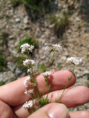 Asperula supina caespitans