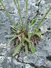 Leontodon biscutellifolius