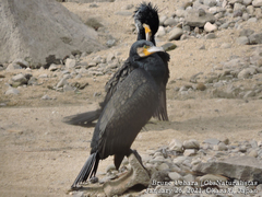 Phalacrocorax carbo