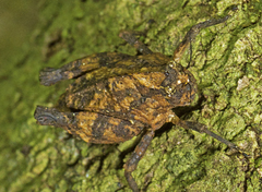 Vingselina crassa
