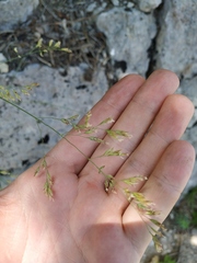 Poa sterilis