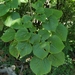 Tilia begoniifolia - Photo (c) Alexey P. Seregin, alguns direitos reservados (CC BY-NC), uploaded by Alexey P. Seregin