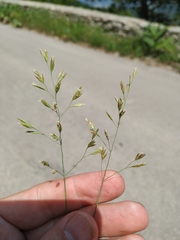 Poa sterilis
