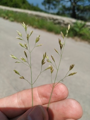 Poa sterilis