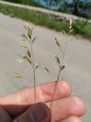 Poa sterilis