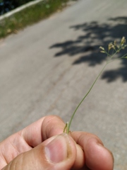 Poa sterilis